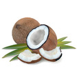 Coconut with leaves vector image