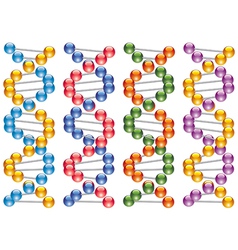 Dna strands vector image