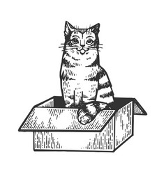 cat in box engraving vector image