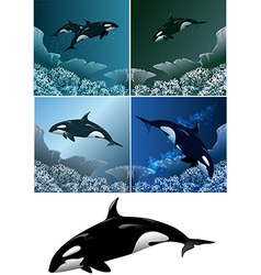 Killer whale set vector image