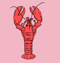 American lobster for artwork vector image
