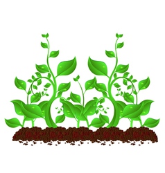 Plants vector image