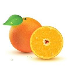 Juicy oranges vector image