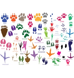 Paw prints vector image