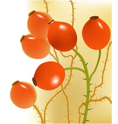 Rose hips vector image