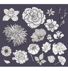 Floral elements vector image