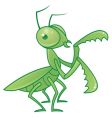 Praying mantis vector image