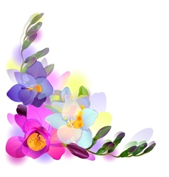 Greeting background with freesia flowers vector image