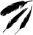 Feather vector image