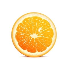 Orange vector image