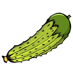 Cucumber vector image