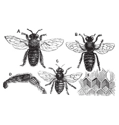 Bee vintage engraving vector image