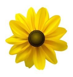 Black Eyed Susan vector image