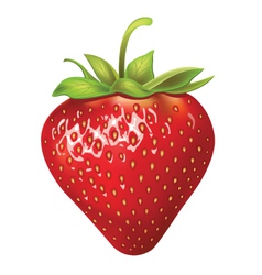 Strawberries vector image