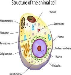 Animal cellcolor vector image