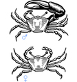 Crab vector image