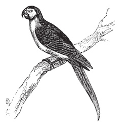 Macaw vintage engraving vector image