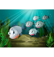 Six fishes with big fangs under the sea vector image