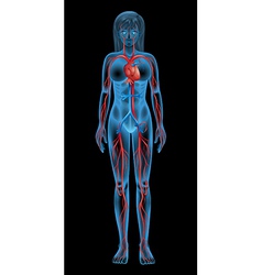 Human circulatory system vector image