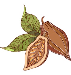 Cocoa beans vector image