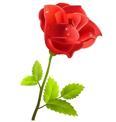 Red rose isolated vector image