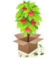 Apple tree Apple tree vector image