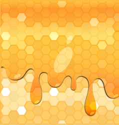 Honey in honeycomb vector image