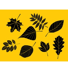 Autumn leaf vector image
