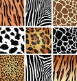 Animal skin textures vector image