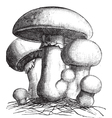 Meadow mushroom engraving vector image