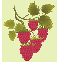 Raspberries vector image