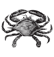 Blue Crab engraving vector image