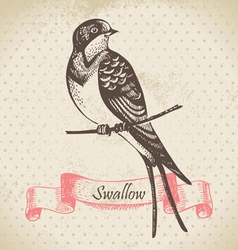 Swallow bird hand-drawn vector image