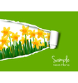 Daffodil background vector image