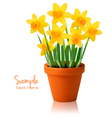 Daffodil flower background vector image