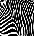 Zebra pattern large vector image