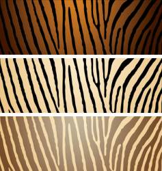 Zebra variation vector image