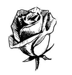 Rose bud sketch vector image