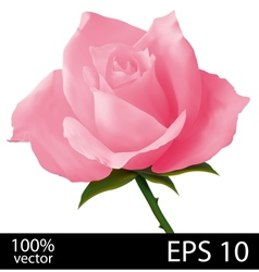 Pink rose realistic vector image