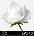 White rose realistic vector image
