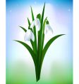 Snowdrops vector image