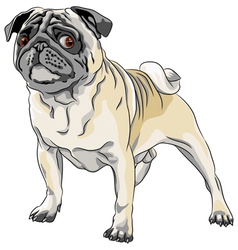 Sketch angry dog fawn pug breed stands in front vector image