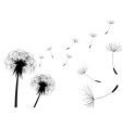 Dandelion vector image