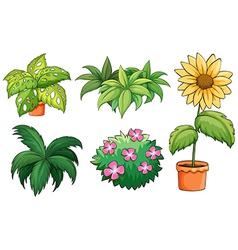 Flowerpots and plants vector image