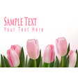 Pink tulips bckground vector image