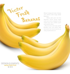 Bananas on white background vector image