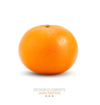 Mandarin isolated on white background vector image