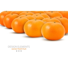 Mandarin isolated on white background vector image