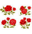 Roses vector image