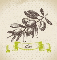 Olive Hand drawn vector image